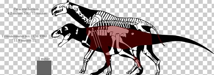 Tyrannosaurus Dinosaur Size Allosaurus Acrocanthosaurus Nanotyrannus PNG, Clipart, Allosaurus, Animal Figure, Artwork, Carcharodontosaurus, Carnivoran Free PNG Download