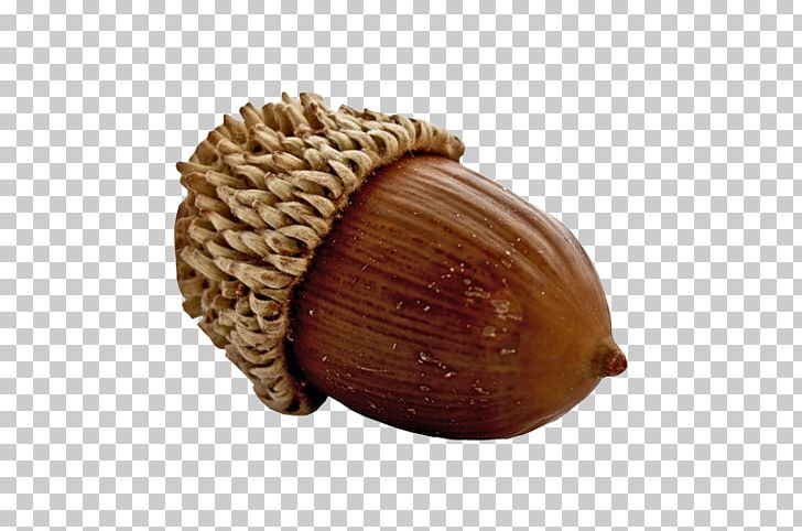 Acorn Oak Symbol Auglis نان بلوط PNG, Clipart, Acorn, Auglis, Child, Disc Jockey, Film Free PNG Download