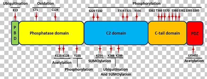 PTEN Post-translational Modification Protein Domain Tensin Post-translational Regulation PNG, Clipart,  Free PNG Download