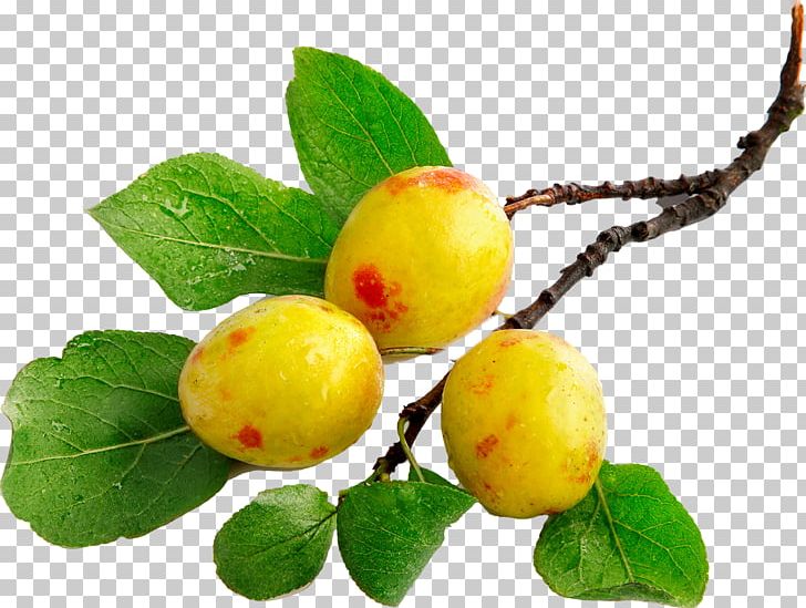 Auglis Fruit Tree Flower PNG, Clipart, Apricot, Auglis, Flower, Food, Fruit Free PNG Download