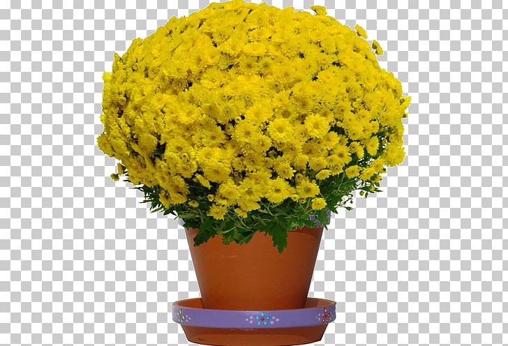 Chrysanthemum Cut Flowers Yellow Plant PNG, Clipart, Annual Plant, Chrysanthemum, Chrysanths, Color, Cut Flowers Free PNG Download