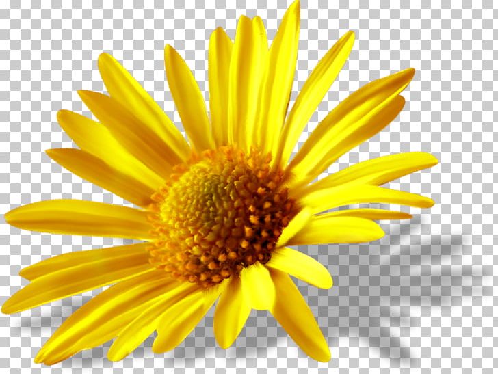 Common Daisy Flower Light PNG, Clipart, Chrysanthemum, Chrysanths, Common Daisy, Daisy, Daisy Family Free PNG Download