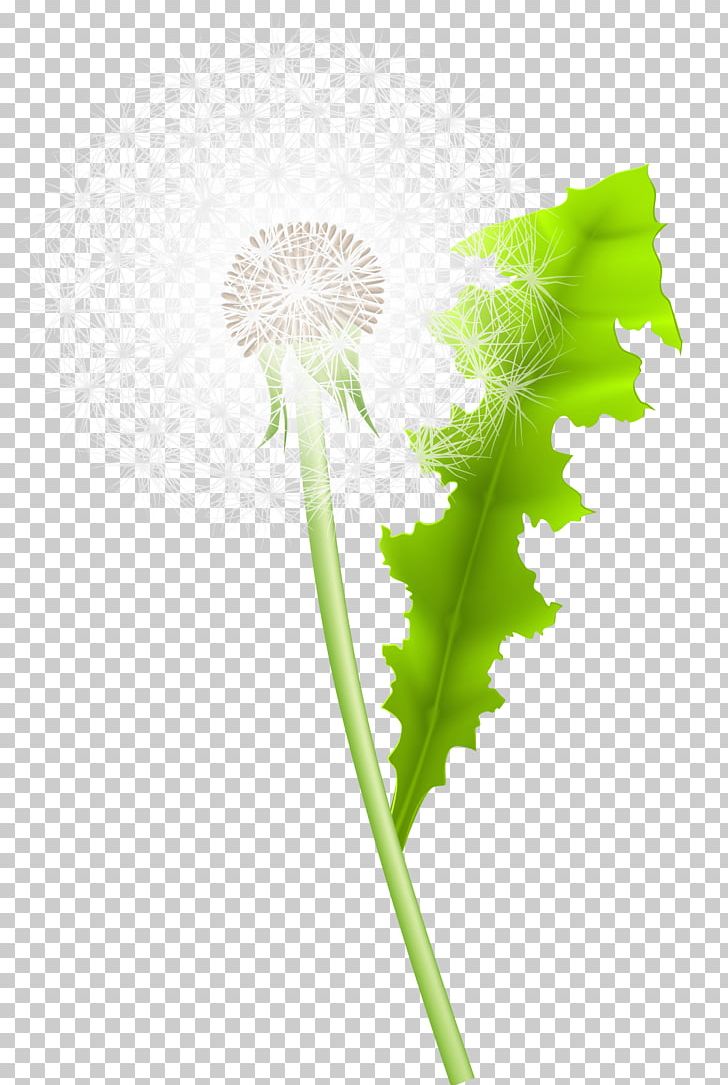 Dandelion Green Google S PNG, Clipart, Background Green, Botany, Color, Computer, Computer Wallpaper Free PNG Download