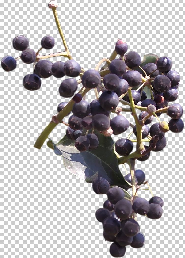 Grape Blueberry Frutti Di Bosco Bilberry PNG, Clipart, Beaujolais, Beautiful, Beautiful Blueberries, Bilberry, Blueberry Free PNG Download