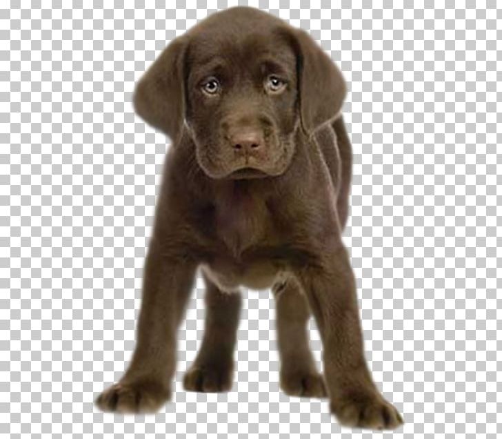 Labrador Retriever Puppy Birthday Greeting & Note Cards PNG, Clipart, Animals, Birth, Borador, Carnivoran, Chocolate Free PNG Download