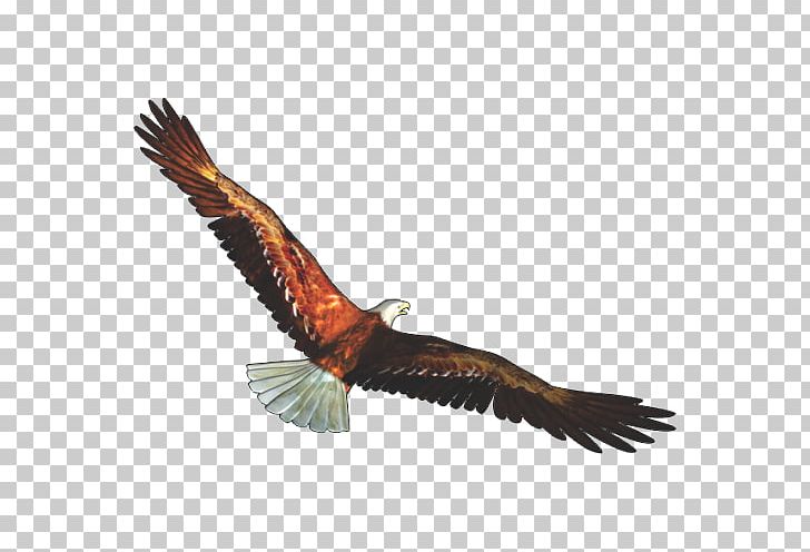 Bald Eagle Bird Portable Network Graphics PNG, Clipart, Accipitridae, Accipitriformes, Animal, Animals, Bald Eagle Free PNG Download