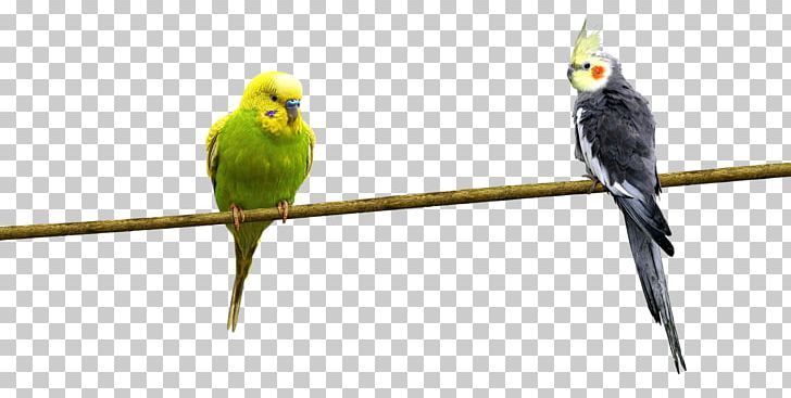 Bird Parrot PNG, Clipart, Animals, Branch, Common Pet Parakeet, Download, Encapsulated Postscript Free PNG Download