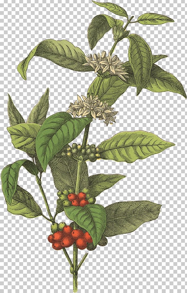 Coffee Bean Cafe Botanical Illustration Arabica Coffee PNG, Clipart, Arabica Coffee, Basil, Beans, Botanical Illustration, Botany Free PNG Download