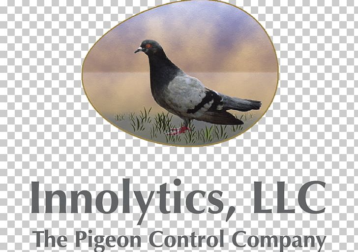 Columbidae Bird Fantail Pigeon Homing Pigeon Indian Fantail PNG, Clipart, Advertising, Animal, Beak, Bird, Bird Control Free PNG Download