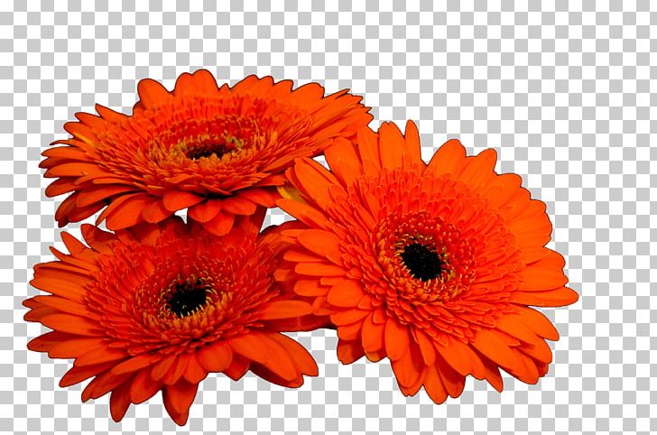 Daisy Family Cut Flowers Transvaal Daisy Floristry PNG, Clipart, Asterales, Chrysanthemum, Chrysanths, Cut Flowers, Daisy Free PNG Download