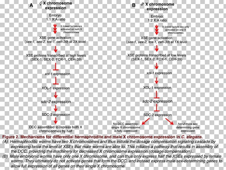 Dosage Compensation Common Fruit Fly X Chromosome Roundworm Gene Dosage PNG, Clipart, Area, Chromosome, Common Fruit Fly, Compensation, Dioecy Free PNG Download