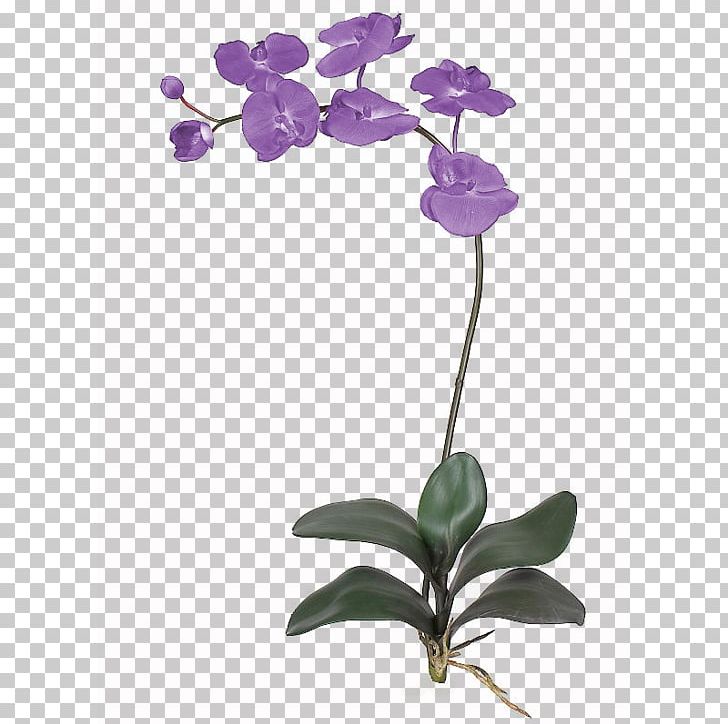 Flower Orchids Petal Plant Stem PNG, Clipart, Arrangement, Branch, Diary, Flora, Flower Free PNG Download