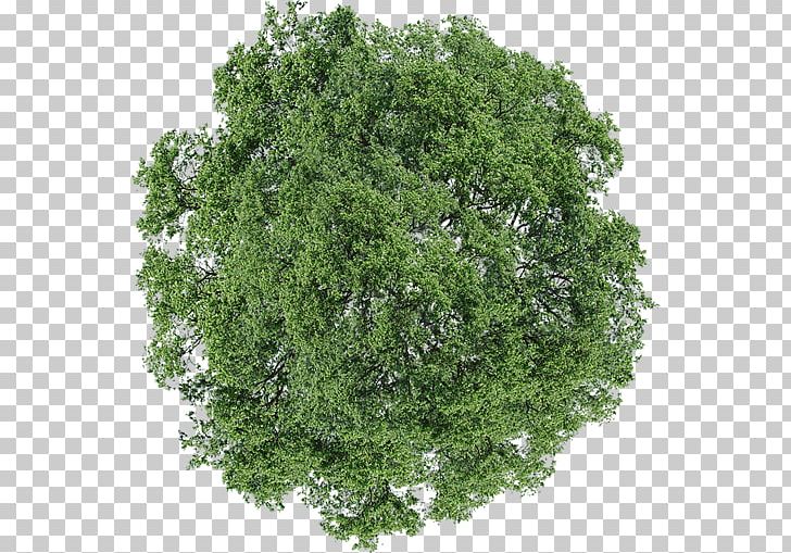 Tree Dill Shrub PNG, Clipart, American Sweetgum, Branch, Bud, Deciduous, Dill Free PNG Download