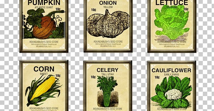 Vegetable Seed Blütengemüse Cucumber Heirloom Plant PNG, Clipart, Bean, Brand, Cucumber, Flower, Flowering Plant Free PNG Download