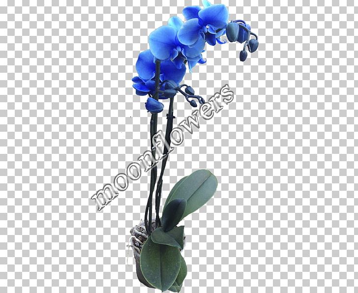 Moonflowers Moth Orchids Cut Flowers PNG, Clipart, Artificial Flower, Blue, Cut Flowers, Floral Design, Flower Free PNG Download