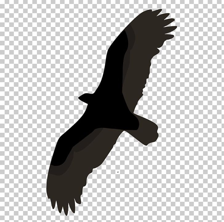 Bird Turkey Vulture Lesser Yellow-headed Vulture Bald Eagle PNG, Clipart, Accipitriformes, Animal, Animals, Beak, Bird Free PNG Download