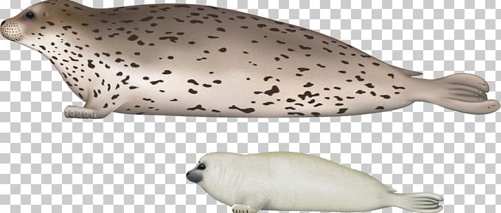 Harbor Seal Earless Seal Walrus Sea Lion Spotted Seal PNG, Clipart,  Free PNG Download