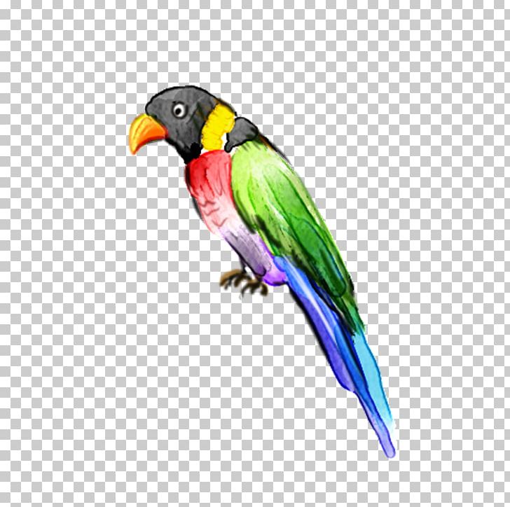 Lovebird Parrot Macaw PNG, Clipart, Animals, Bird, Cartoon, Fauna, Feather Free PNG Download