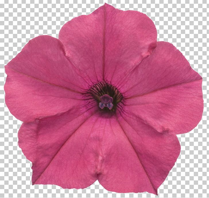 Petunia Portable Network Graphics Fuchsia PNG, Clipart, Annual Plant, Flower, Fuchsia, Hybrid, Magenta Free PNG Download