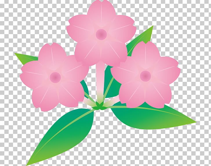 Pink M Flowering Plant RTV Pink PNG, Clipart, Flora, Flower, Flowering Plant, Food Drinks, Herbaceous Plant Free PNG Download