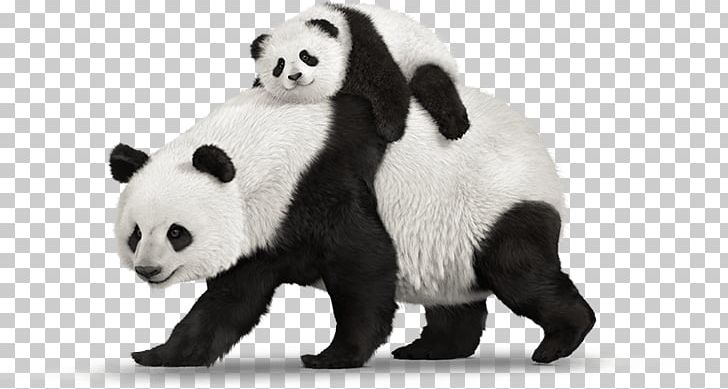A Book For Kids About Pandas: The Giant Panda Bear A Book For Kids About Pandas: The Giant Panda Bear Child PNG, Clipart, Animal Figure, Animals, Bear, Book, Carnivoran Free PNG Download
