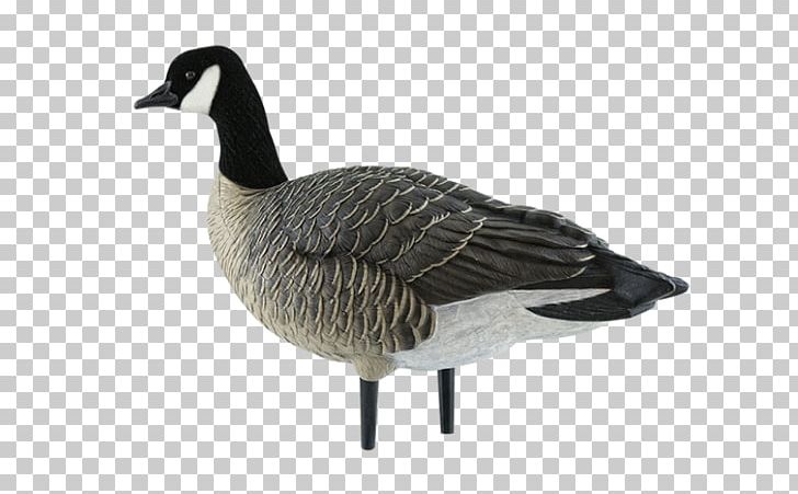 Canada Goose Duck Decoy Duck Decoy PNG, Clipart, Animals, Anseriformes, Avian, Beak, Bird Free PNG Download