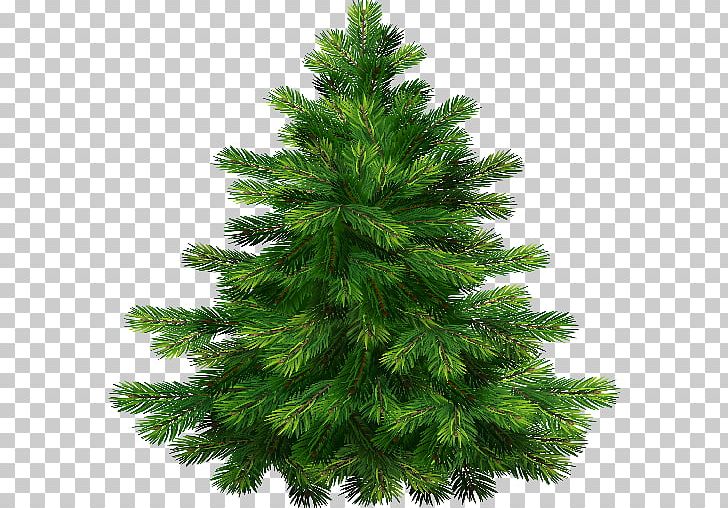 Noble Fir Pine Tree PNG, Clipart, Abies Grandis, Biome, Branch, Christmas Decoration, Christmas Ornament Free PNG Download