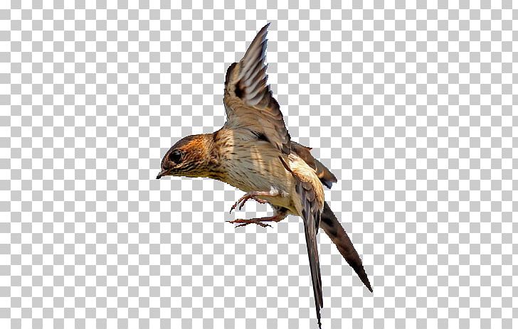 Swallow Bird Flight Hawk PNG, Clipart, Asuka, Barn Swallow, Beak, Bird, Bird Of Prey Free PNG Download