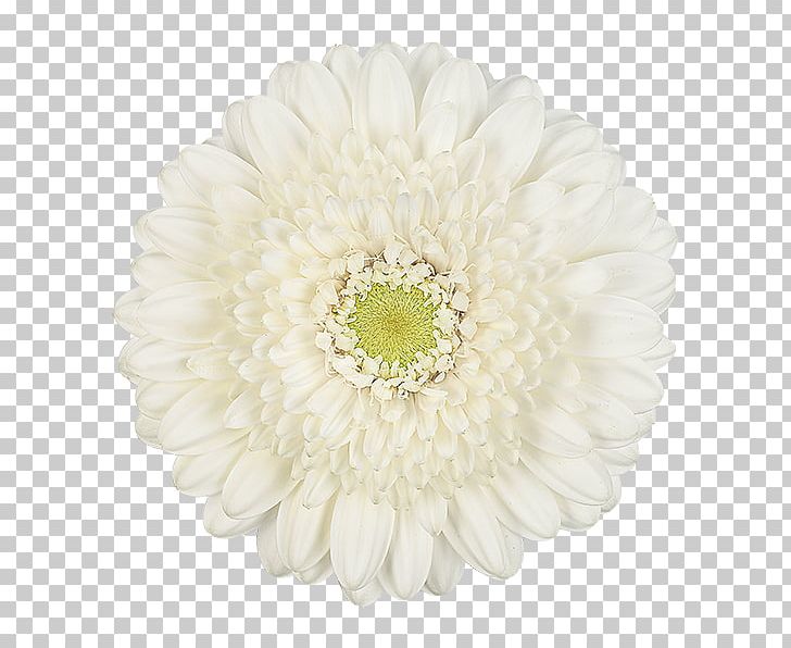 Transvaal Daisy Chrysanthemum Cut Flowers Petal PNG, Clipart, Asterales, Chrysanthemum, Chrysanths, Cut Flowers, Daisy Free PNG Download
