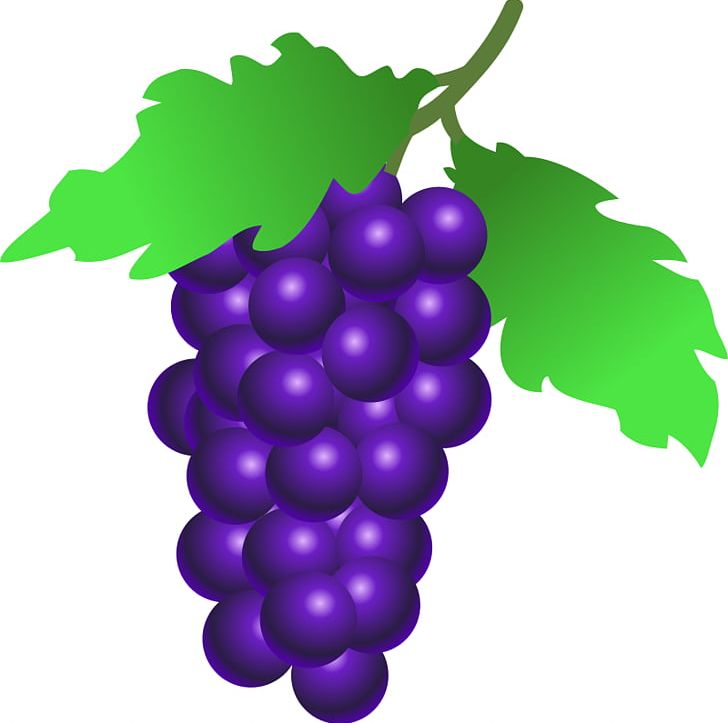 Common Grape Vine Grappa Wine Juice PNG, Clipart, Berry, Common Grape Vine, Drawing, Flowering Plant, Food Free PNG Download