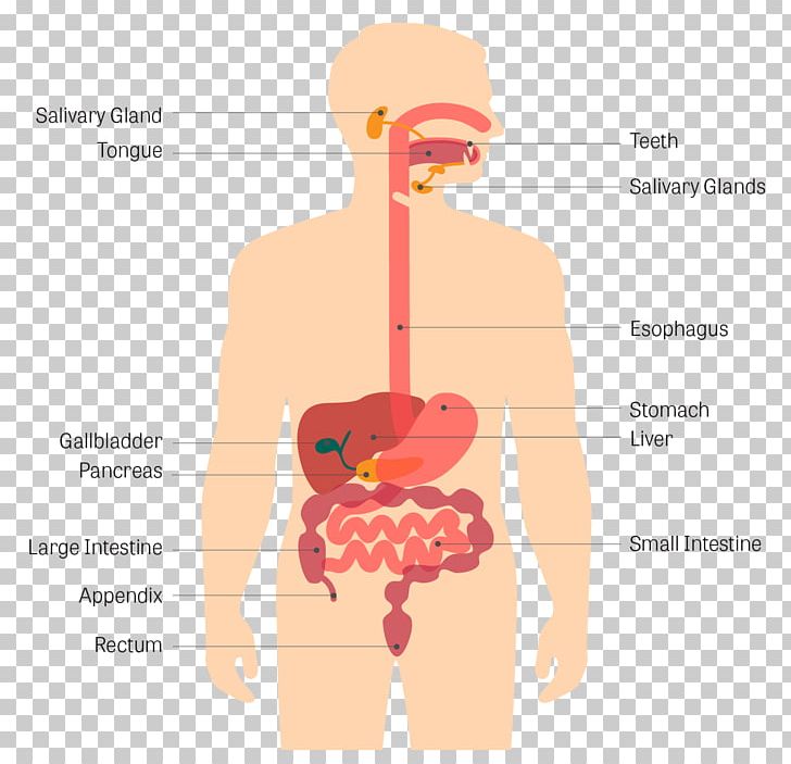 Gastrointestinal Tract Human Digestive System Gastrointestinal Disease Digestion Human Body PNG, Clipart, Anatomy, Diagram, Ear, Esophagus, Gastrointestinal Disease Free PNG Download