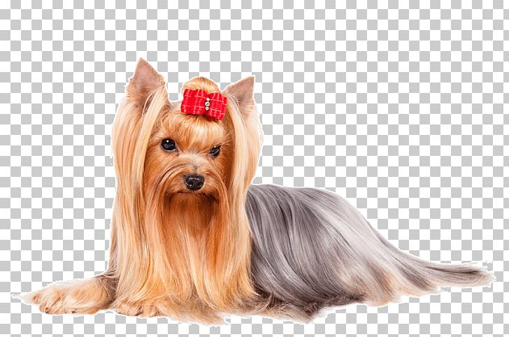 Yorkshire Terrier Italian Greyhound Finnish Spitz Poodle Boxer PNG, Clipart, American Kennel Club, Animals, Australian Silky Terrier, Australian Terrier, Breed Free PNG Download