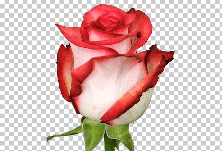 Garden Roses Hybrid Tea Rose Flower Bouquet PNG, Clipart, Bud, China Rose, Closeup, Color, Cultivar Free PNG Download