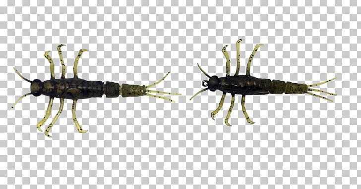 Insect Mayfly Nymph Larva PNG, Clipart, 3 D, Animals, Aquatic Insect, Arthropod, Cartoon Style Free PNG Download
