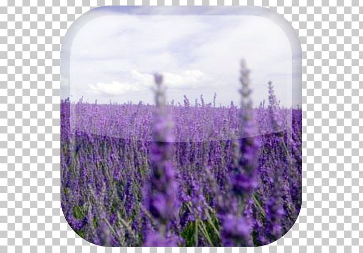 Lavender Desktop Flower Landscape Cloud PNG, Clipart, Cloud, Computer, Desktop Wallpaper, English Lavender, Field Free PNG Download