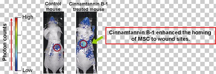 Ski Bindings Brand Font PNG, Clipart, Brand, Flow, Flow Cytometry Bioinformatics, Heal, In Vivo Free PNG Download