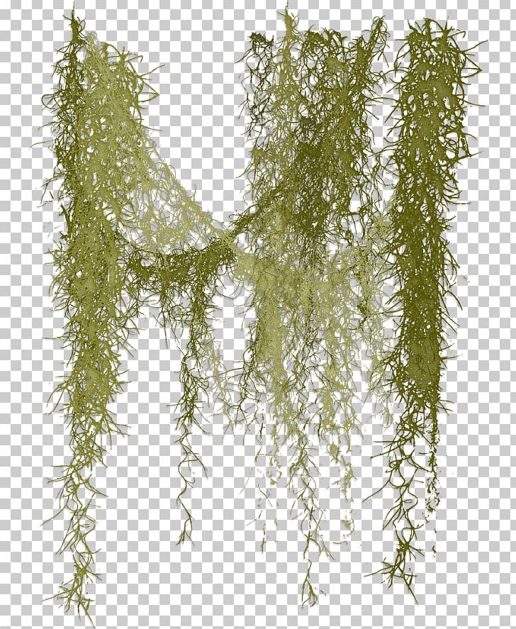 Moss plant with roots  Stock Illustration 34578845  PIXTA