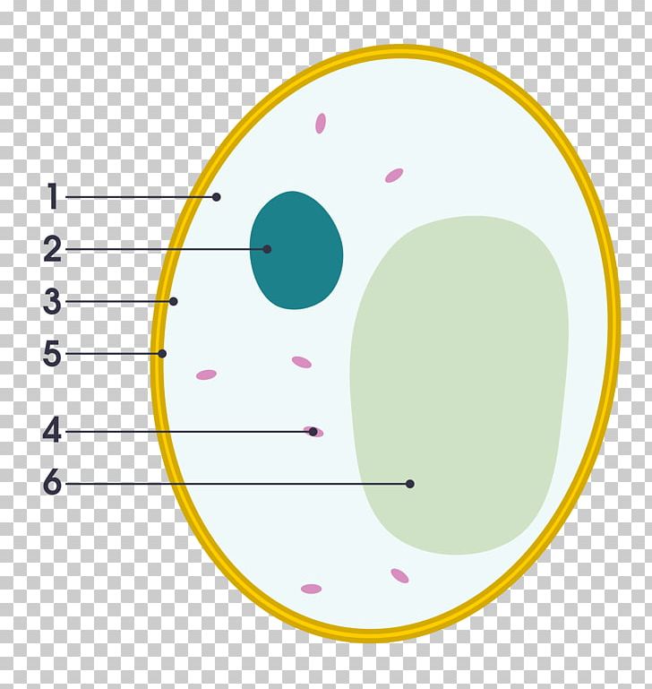 Yeast Cell Wall Fungus Diagram PNG, Clipart,  Free PNG Download