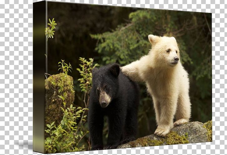Polar Bear Canada Animal Wildlife PNG, Clipart, Animal, Animals, Animal Sauvage, Area, Bear Free PNG Download