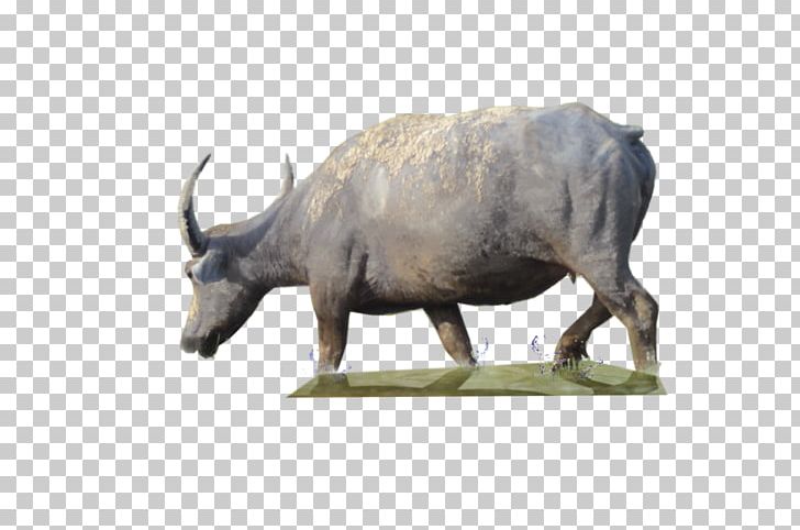 Water Buffalo PNG, Clipart, Akitaclub, Animals, Awesome, Bison, Buffalo Free PNG Download
