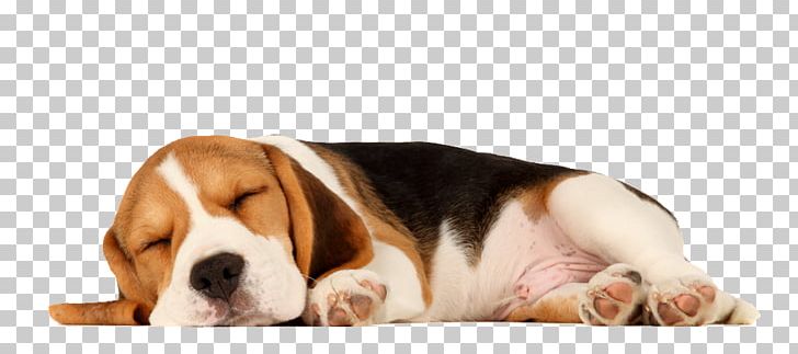 Beagle Puppy Sleep Cat Pet PNG, Clipart, Basset Artesien Normand, Canine Companions For Independence, Carnivoran, Cat, Companion Dog Free PNG Download