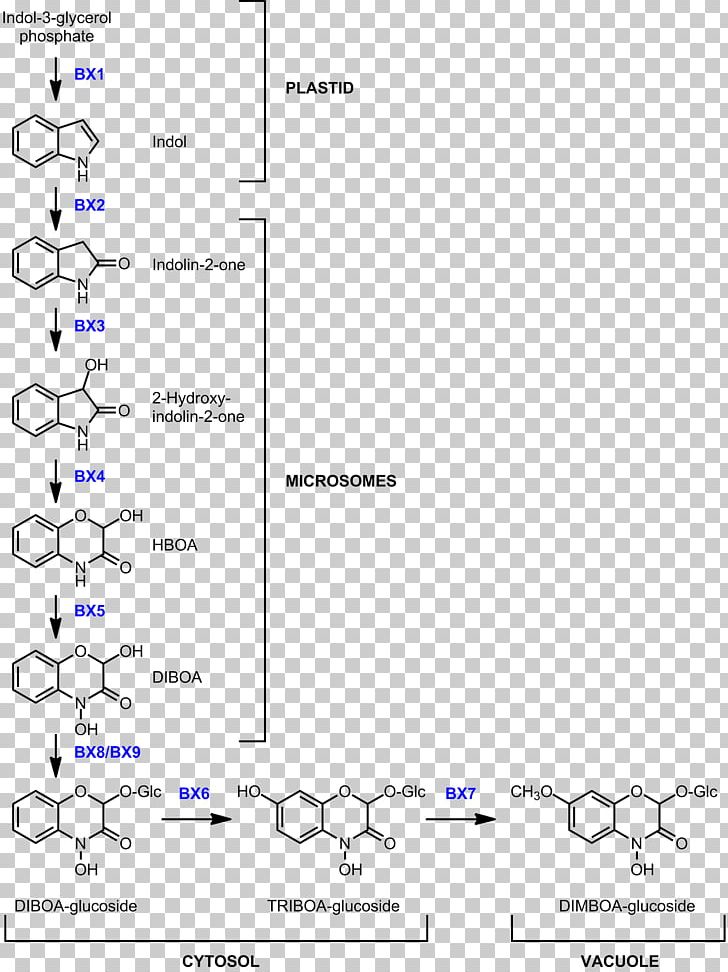 Benzoxazinone Biosynthesis DIMBOA Wheat Line PNG, Clipart, Angle, Area, Biosynthesis, Chemical Synthesis, Clinical Pathway Free PNG Download