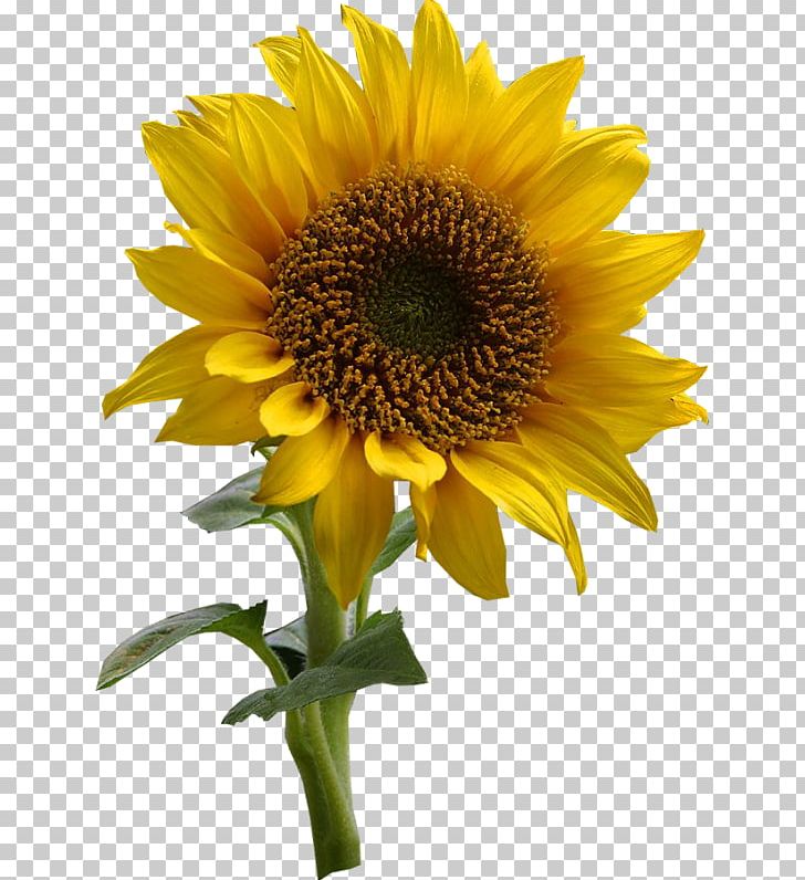 Common Sunflower Drawing PNG, Clipart, Animation, Annual Plant, Asterales, Clip Art, Common Sunflower Free PNG Download