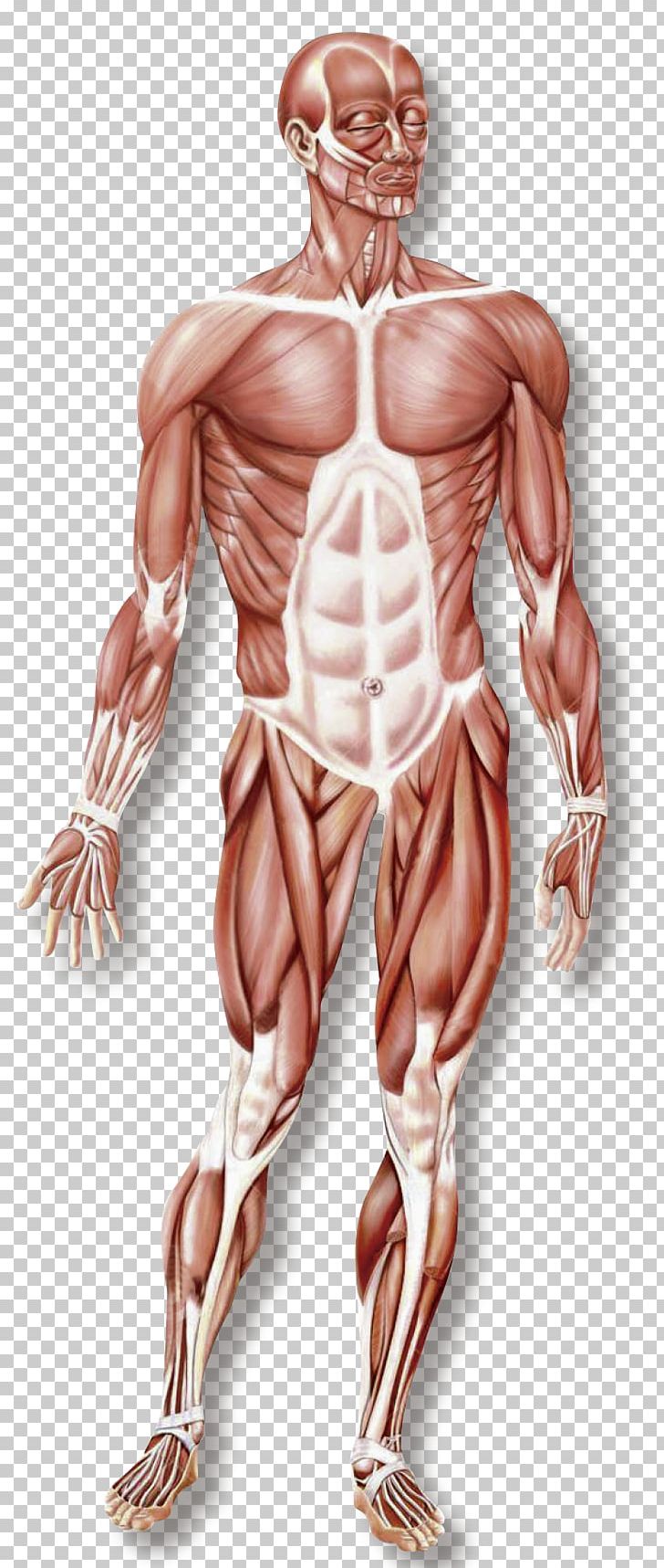Hand Muscular System Skeletal Muscle Organ System Human Body PNG, Clipart, Abdomen, Anatomy, Arm, Back, Bodybuilder Free PNG Download
