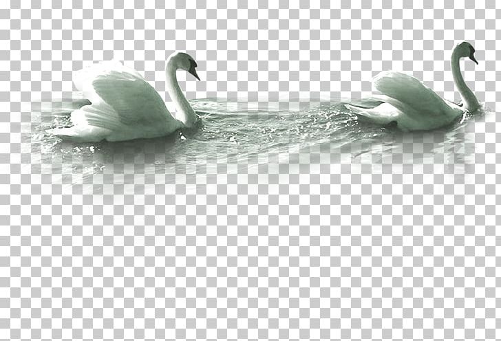 Mute Swan Goose PNG, Clipart, Animals, Bathing, Beak, Bird, Black And White Free PNG Download