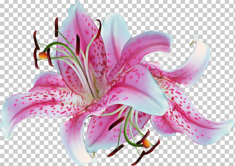 Lily Flower Stargazer Lily Petal Pink PNG, Clipart, Amaryllis Belladonna, Amaryllis Family, Crinum, Cut Flowers, Daylily Free PNG Download