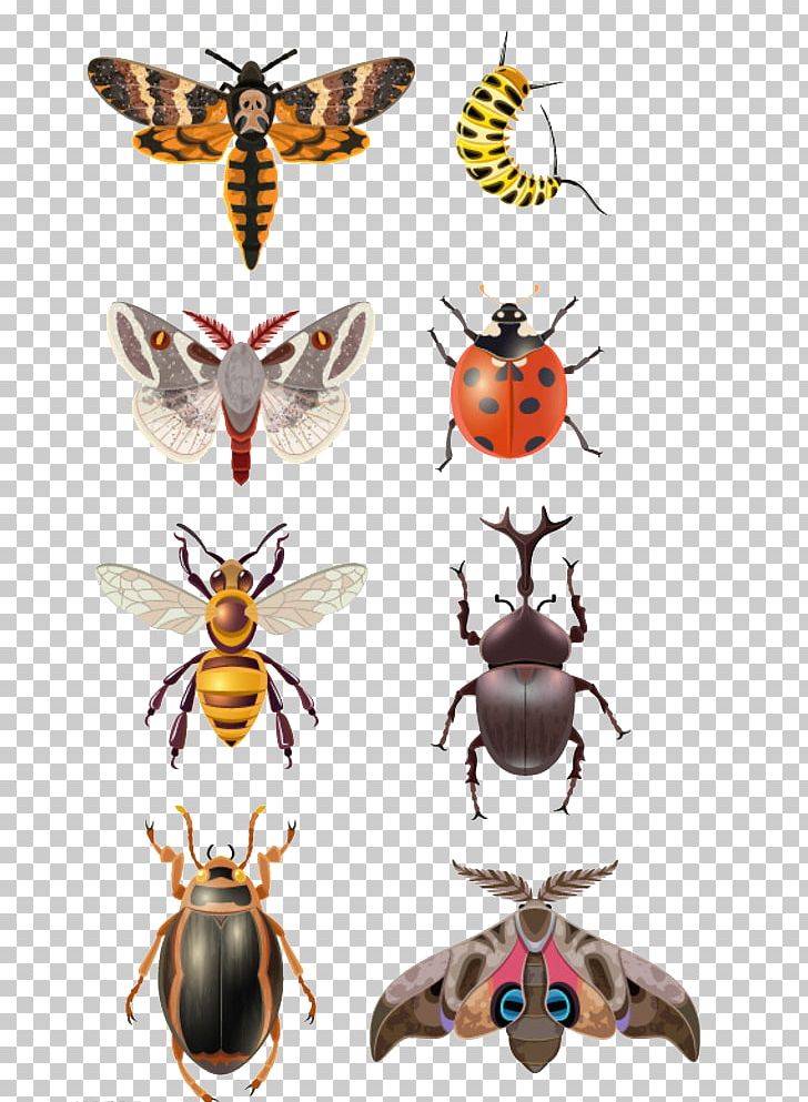 Beetle Vecteur Photography Illustration PNG, Clipart, Animals, Arthropod, Balloon Cartoon, Bee, Cartoon Free PNG Download