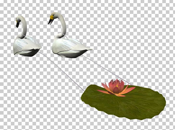 Bird Tundra Swan Duck PNG, Clipart, Animals, Animals Goose, Asuka, Beak, Bird Free PNG Download