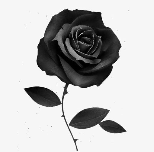 Black Rose PNG, Clipart, Black, Black Clipart, Black Clipart, Black Rose, Deductible Free PNG Download