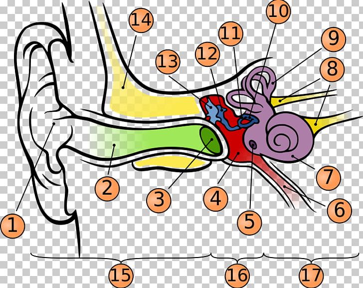 Eardrum Hearing Anatomy Middle Ear PNG, Clipart, Anatomy, Angle, Area, Art, Auricle Free PNG Download